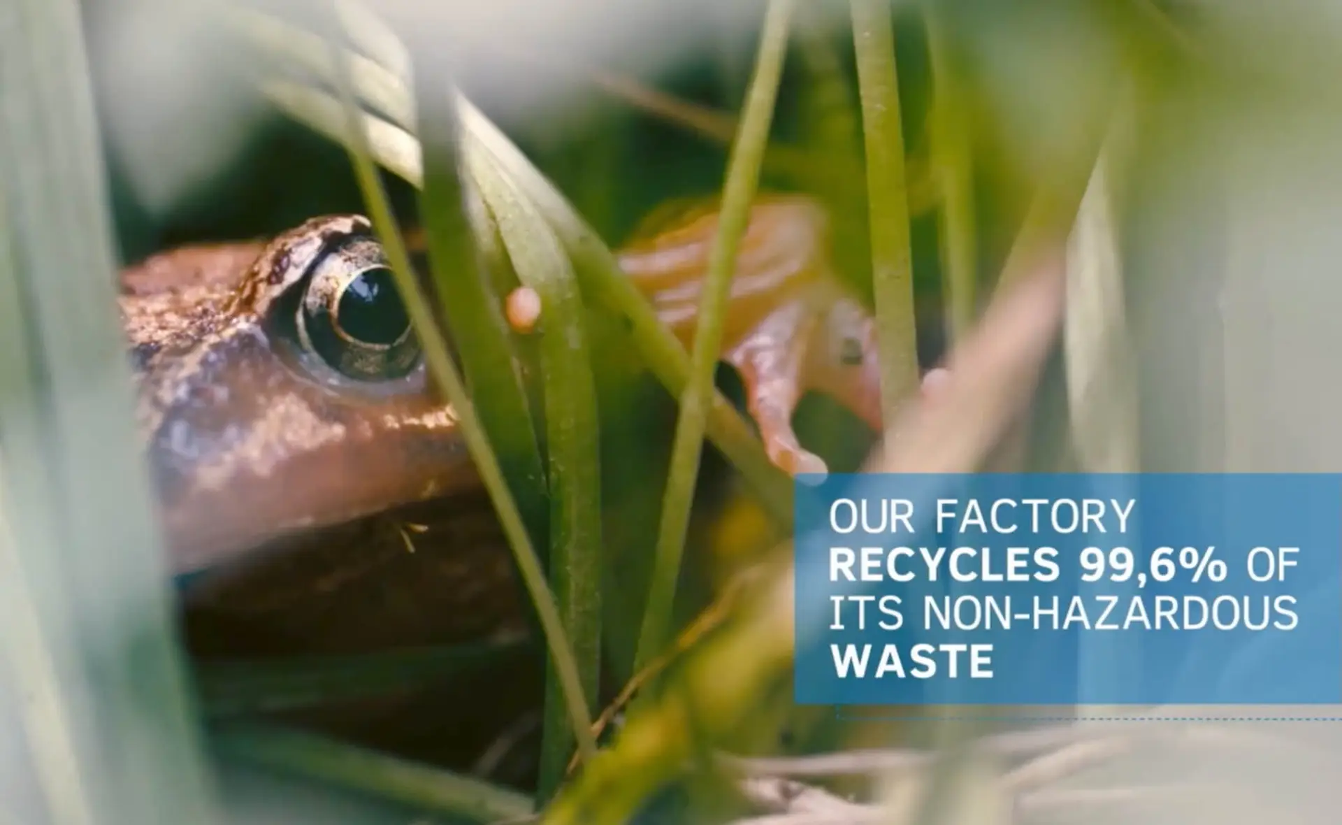 frog intel video portfolio